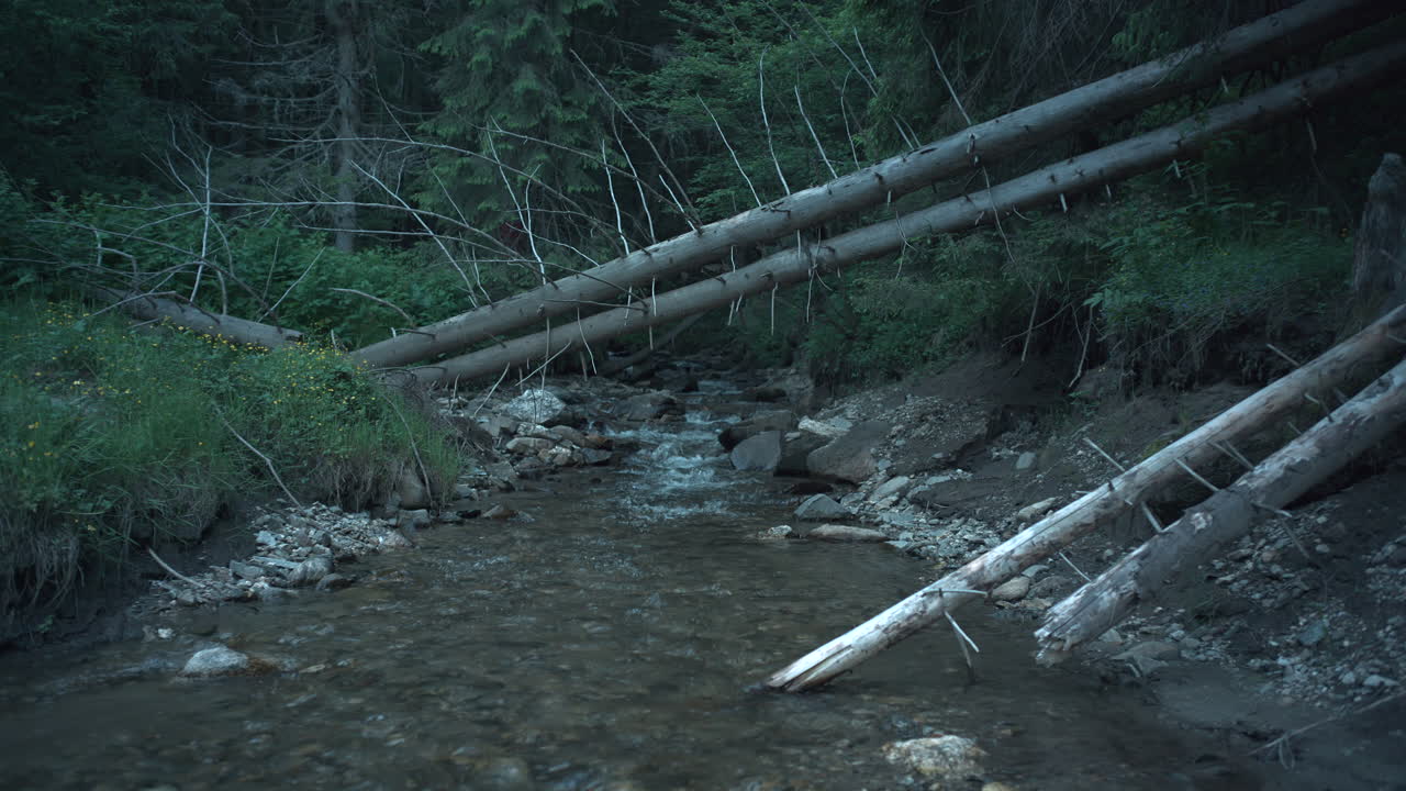 Mountain stream emerges from fir forest, fallen trees across the river, calming scene
