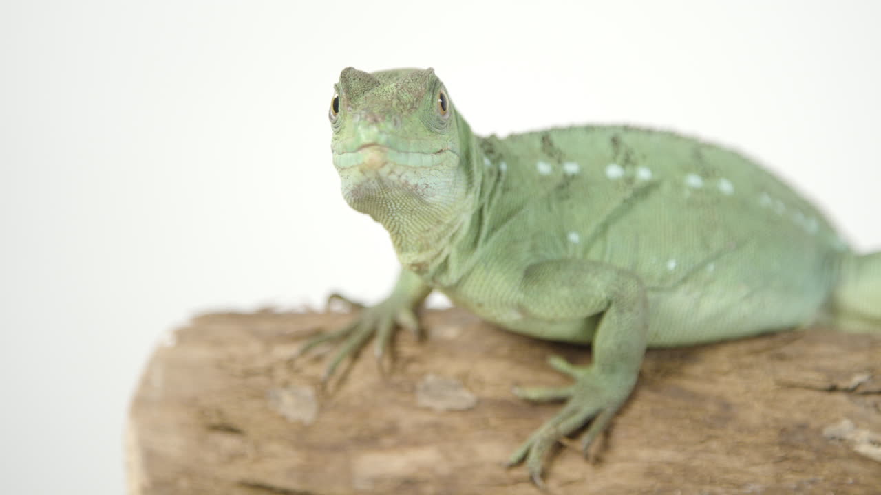 lagarto basilisco mirando directamente a la cámara sobre fondo blanco
