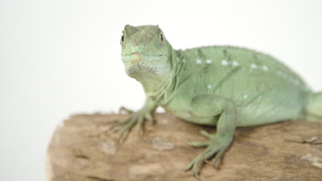 basilisk lizard looking right at camera on white background