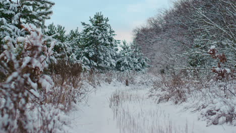 Winter-scenery-frozen-forest-with-fir-trees-under-gray-sky.-Spruces-covered-snow