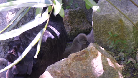 adorable little cygnets trying to go on land with their mother - slow motion