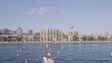 istanbul palace waterfront with gulls