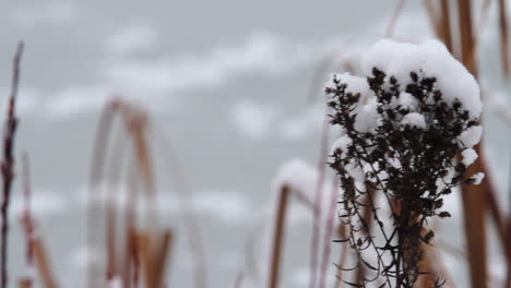 bright white snow crystals piled onto marsh vegetation blowing in wind