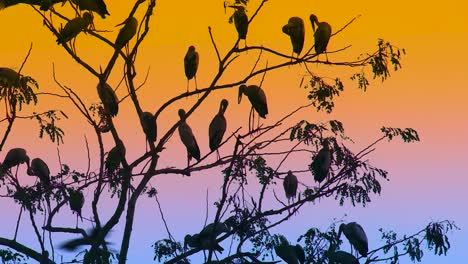 pájaros cigüeñas pintados posados en las ramas de los árboles durante la puesta de sol
