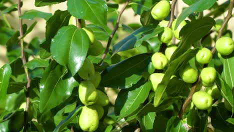 shiny green fruits of jujube tree on a sunny day in summertime