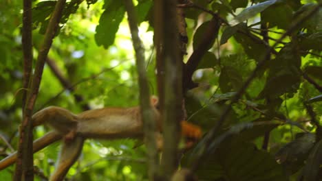 in peru’s amazon, a black-capped squirrel monkey moves decisively among branches, scanning for food.