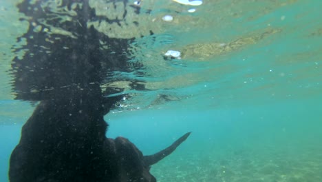 slow motion, black dog swim on surface of water and dives for stone to the seabed in sunlight. close-up, underwater shot. red sea, dahab, egypt