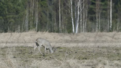 Roe-deer-running-and-walking-eating-grass-in-spring-early-morning-golden-hour-light-frosty-weather