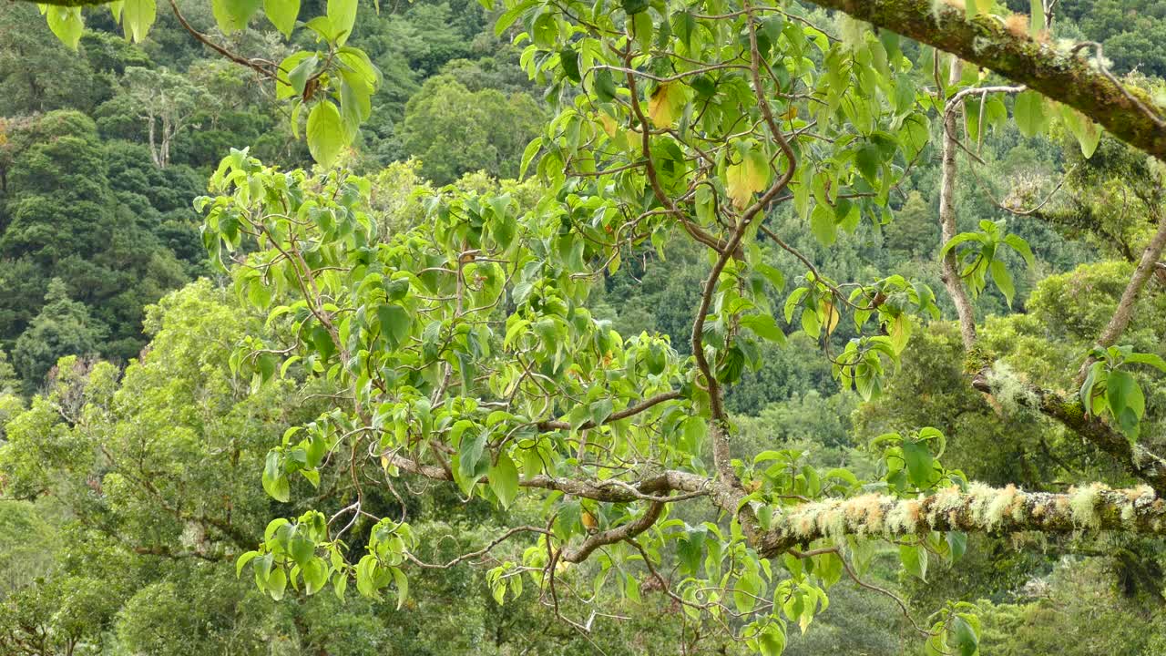 ramas de pájaro vireo de un bosque de costa rica