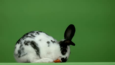 rabbit eating carrot on green background