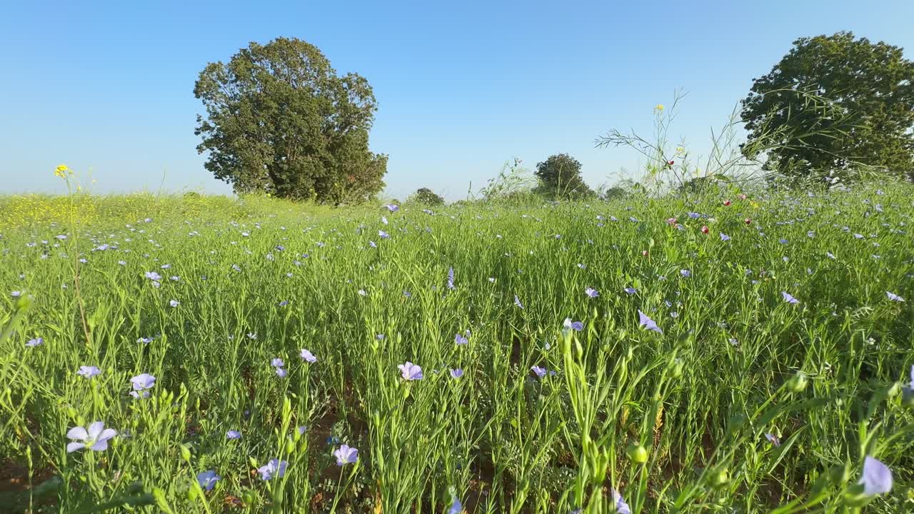 push in or dolly in shot at the flex seed farm field with purple blooming flower and blue sky