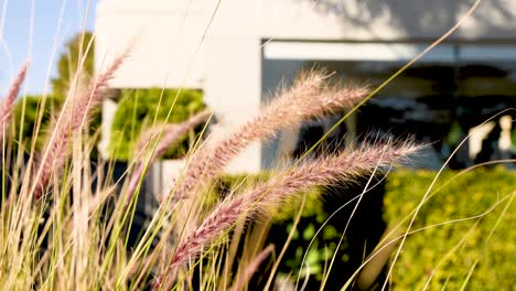 grass swaying in front of a building