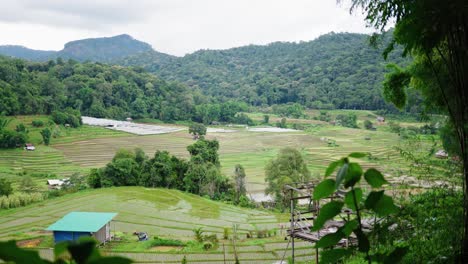 Los-Campos-De-Arroz-En-Terrazas-Se-Extienden-Debajo-De-Una-Plataforma-De-Madera,-Con-El-Denso-Bosque-Formando-Un-Exuberante-Telón-De-Fondo.