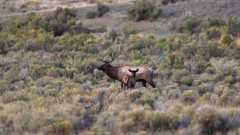 Bull-elk-in-the-Fall-in-Montana