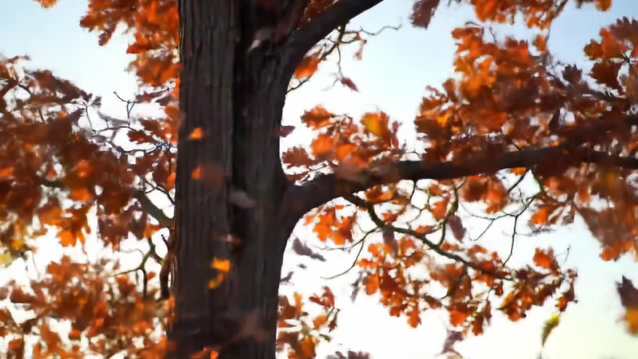 Bright orange and yellow leaves flutter gently from the branches of a tall tree as the sun shines through. The scene captures the essence of autumn in a serene outdoor setting.