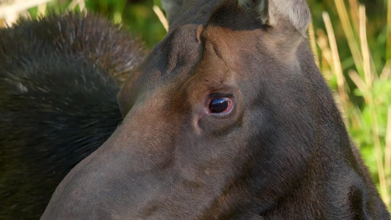 미국 아이다호 주 아이랜드 파크 의 도로  ⁇  에 있는 엄마 와 새끼 로스, 털 과 눈 의 극단적 인 클로즈업