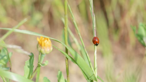 ladybug on green grass leaf