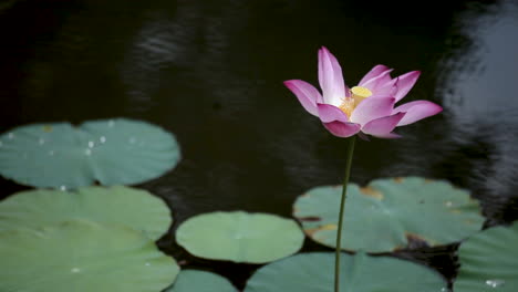 flor de loto rojo en el estanque pacífico con viento que sopla suavemente