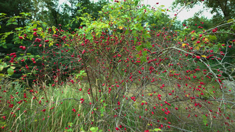 bush with red dogrose berries growing in forestry in germany,europe - static medium shot