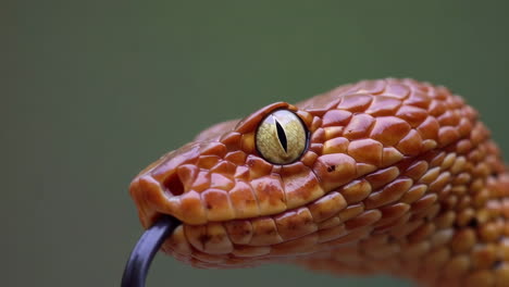close-up of an orange snake's head with a forked tongue