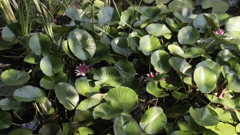 Blooming-buds-of-lotus-flower-on-water-surface,-motion-view