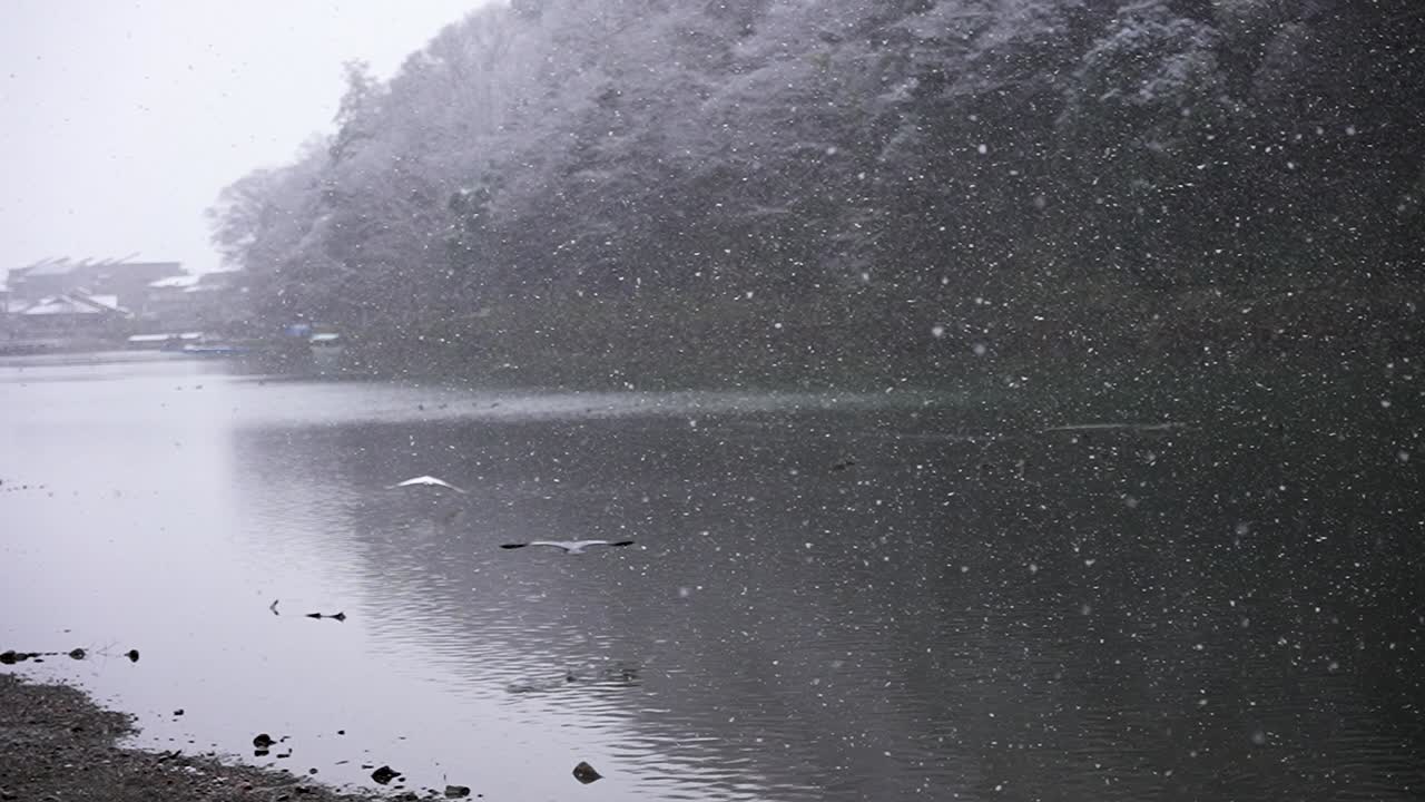 눈 속을 슬로우 모션으로 날고 있는 일본 해오라기