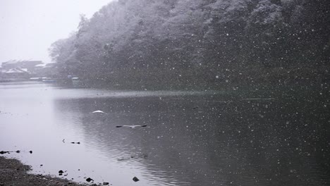 Japanische-Reiher-Fliegen-In-Zeitlupe-Im-Schnee