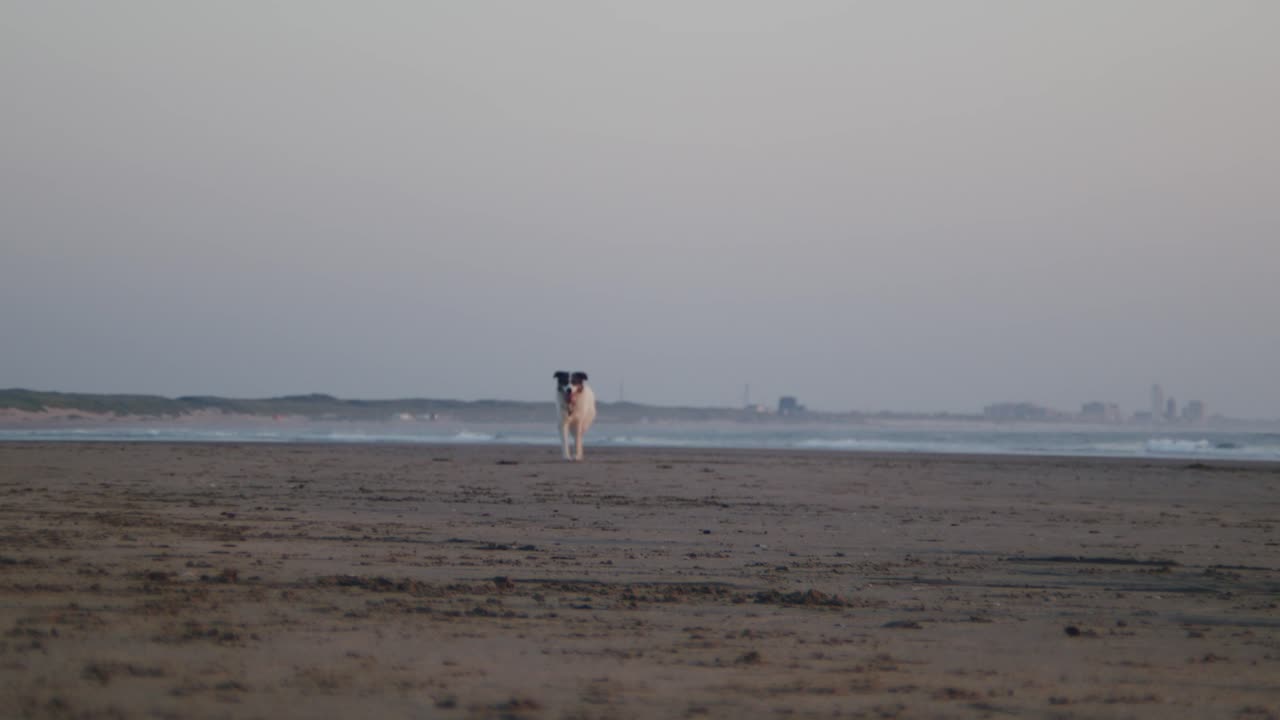 해변에서 달리는 행복한 보더 콜리 개