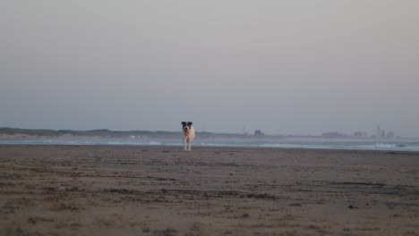 feliz perro border collie corriendo en la playa