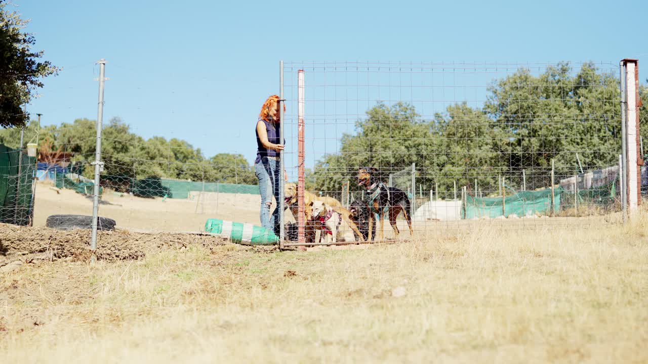 Woman playing with multiple dogs in a sunny outdoor park