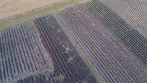 Volando-Lentamente-A-Través-De-Campos-Cosechados-Y-Campos-De-Lavanda-Fuera-De-Temporada