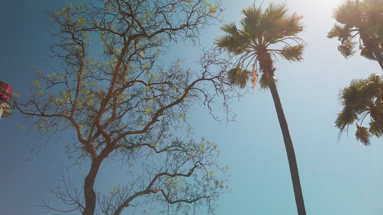 медленное панорамирование от пальм, обдуваемых летним бризом, до морского маяка