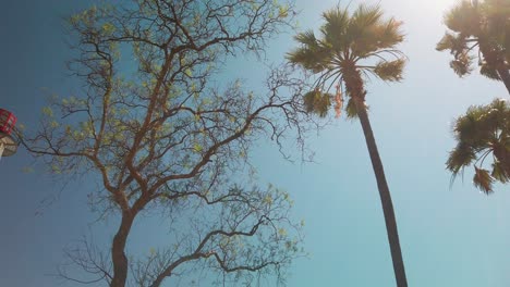 Slow-pan-from-palm-trees-blowing-in-the-summer-breeze-to-a-nautical-lighthouse