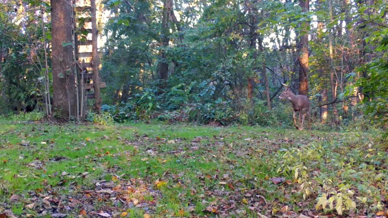 venado joven de cola blanca mirando con cautela a su alrededor y caminando en un claro en el bosque, bajo el puesto de venado a principios del otoño en illinois