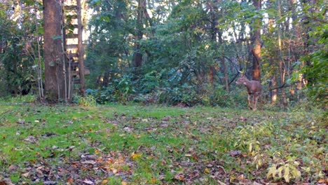 Venado-De-Cola-Blanca-Joven-Mirando-Con-Cautela-A-Su-Alrededor-Y-Caminando-En-Un-Claro-En-El-Bosque,-Bajo-El-Puesto-De-Venado-A-Principios-Del-Otoño-En-Illinois