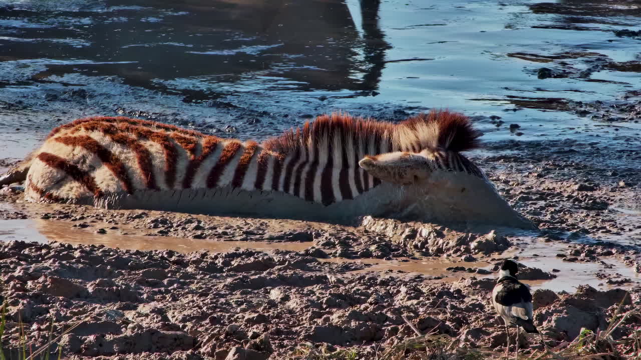 Zebra lying in a thick muddy waterhole with a small bird nearby