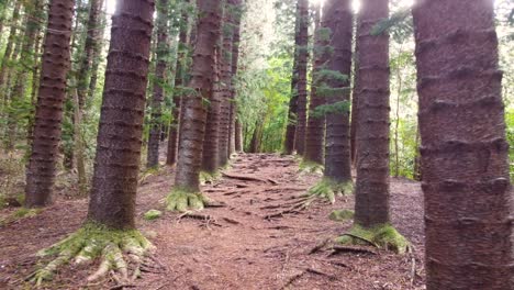 Amazing-aerial-view-between-the-forest-surrounded-by-Araucaria-trees-,-Sleeping-giant-trail,-Kauai,-Hawaii