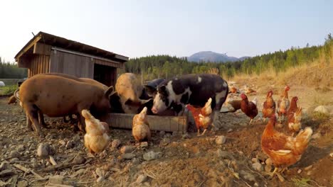 Schweine-Und-Hühner-Beim-Fressen-Auf-Dem-Bauernhof-4k