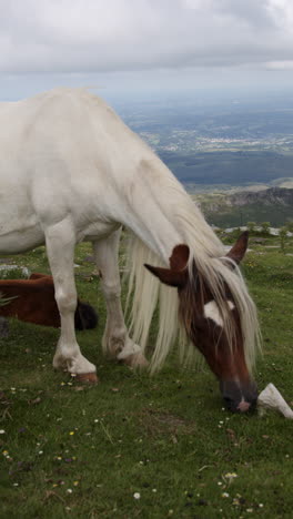 caballo blanco y marrón pastando en la cima de una montaña