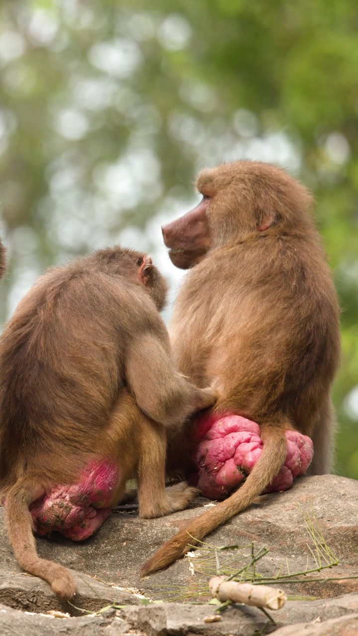 A group of hamadryas baboons walk and interact on large rocks within a zoo habitat