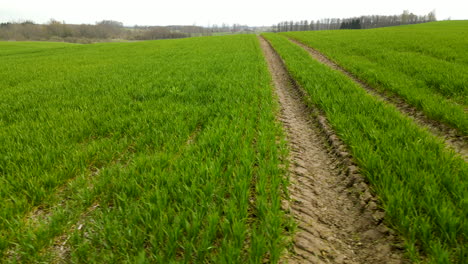 vuelo aéreo a un lado sobre campos de cebada verde en pieszkowo polonia