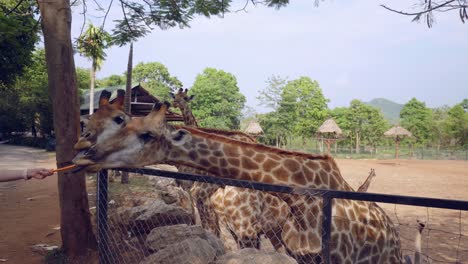 a group of tall captive domesticated giraffes being hand fed tasty carrots at a petting zoo