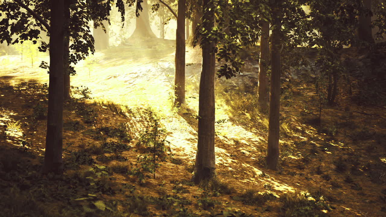 Sunlight filtering through trees in a serene forest landscape during afternoon