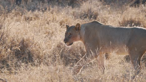 Knurrende-Raubtierlöwin,-Die-Allein-Durch-Trockenes-Afrikanisches-Savannengras-Streift