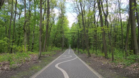 Walking-green-forest-during-a-beautiful-summer-day-with-lush-greenery,-grass,-leaves-and-trees