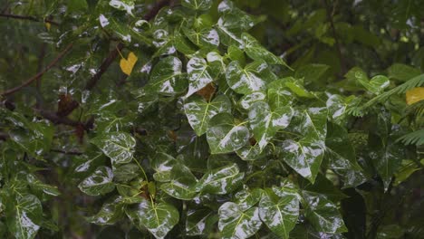 hojas brillantes causa de superficie húmeda que refleja la luz del sol, temporada de lluvias en fiji