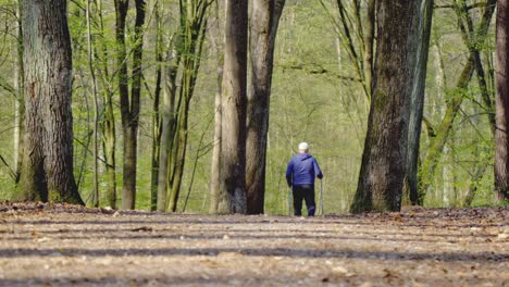 a man doing nordic walking is moving forward in the forest