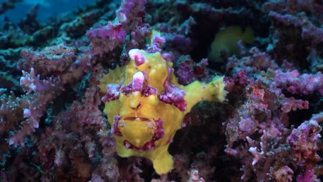 yellow warty frogfish holding onto coral reef close up shot