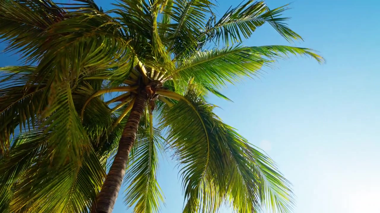 Altas palmeras de coco se mecen suavemente contra un cielo tropical azul profundo en la costa oeste de Sri Lanka, con sus frondas iluminadas por el sol extendiéndose ampliamente en una clásica escena de vacaciones de verano en ángulo bajo, ideal para películas de complejos turísticos.