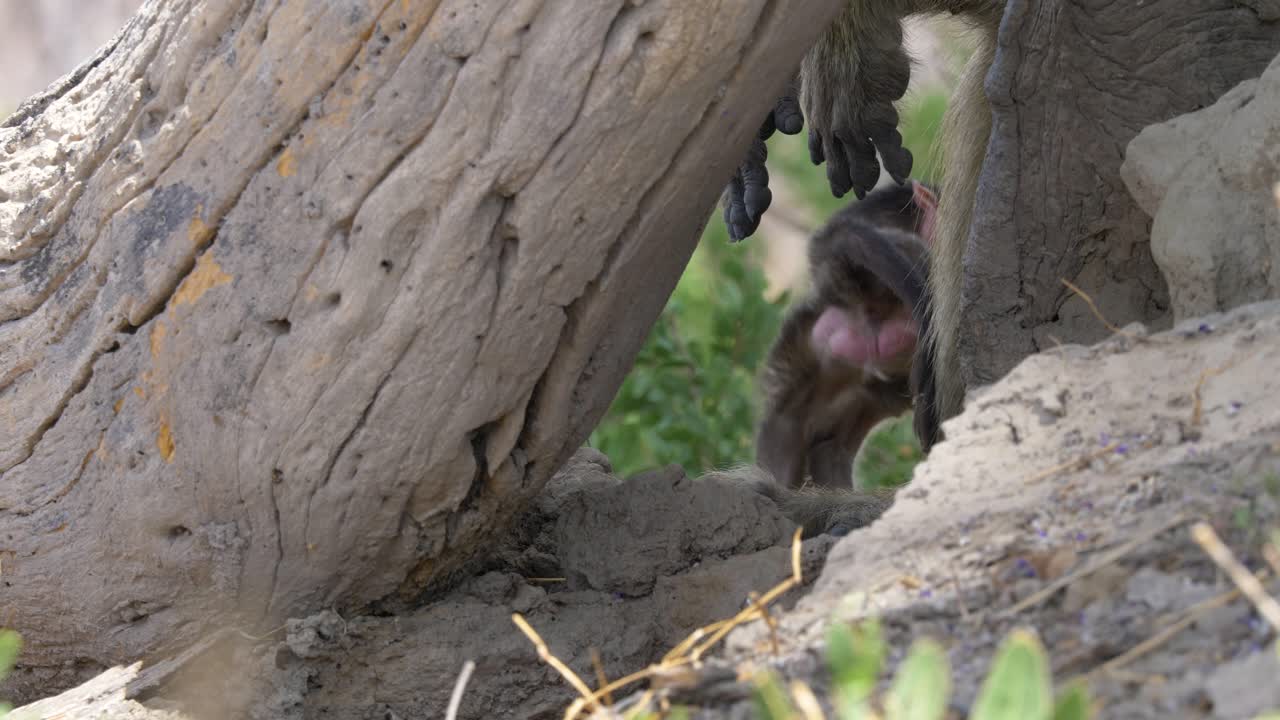 el babuino recién nacido se levanta y se aleja